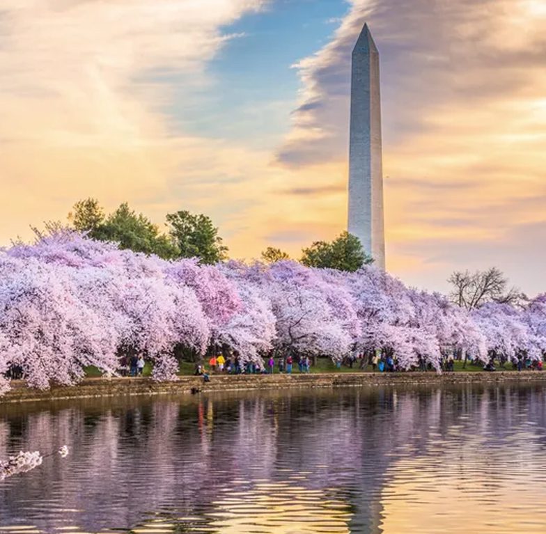 Washington DC - Cherry Blossom Festival (2023) Bus Trip - Sublime Tours